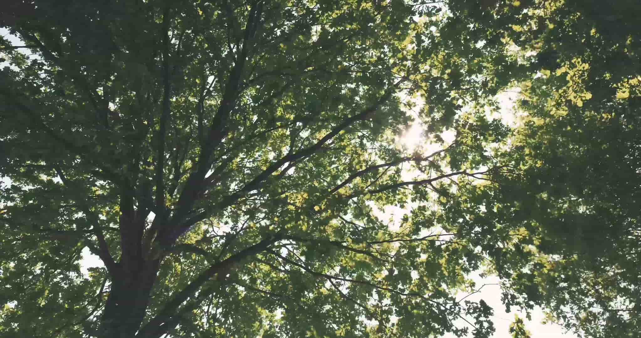 Forest blur background